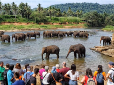 Elephant Orphanage