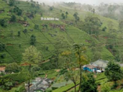 Tea Factory & Plantation