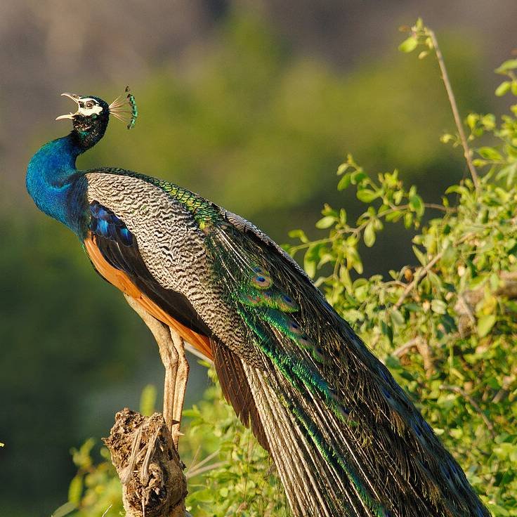 facebook-profile-71345285-Male-Peacock-Pavo-cristatus-calling-at-dawn-in-Yala-West-National-Park-Sri-Lanka