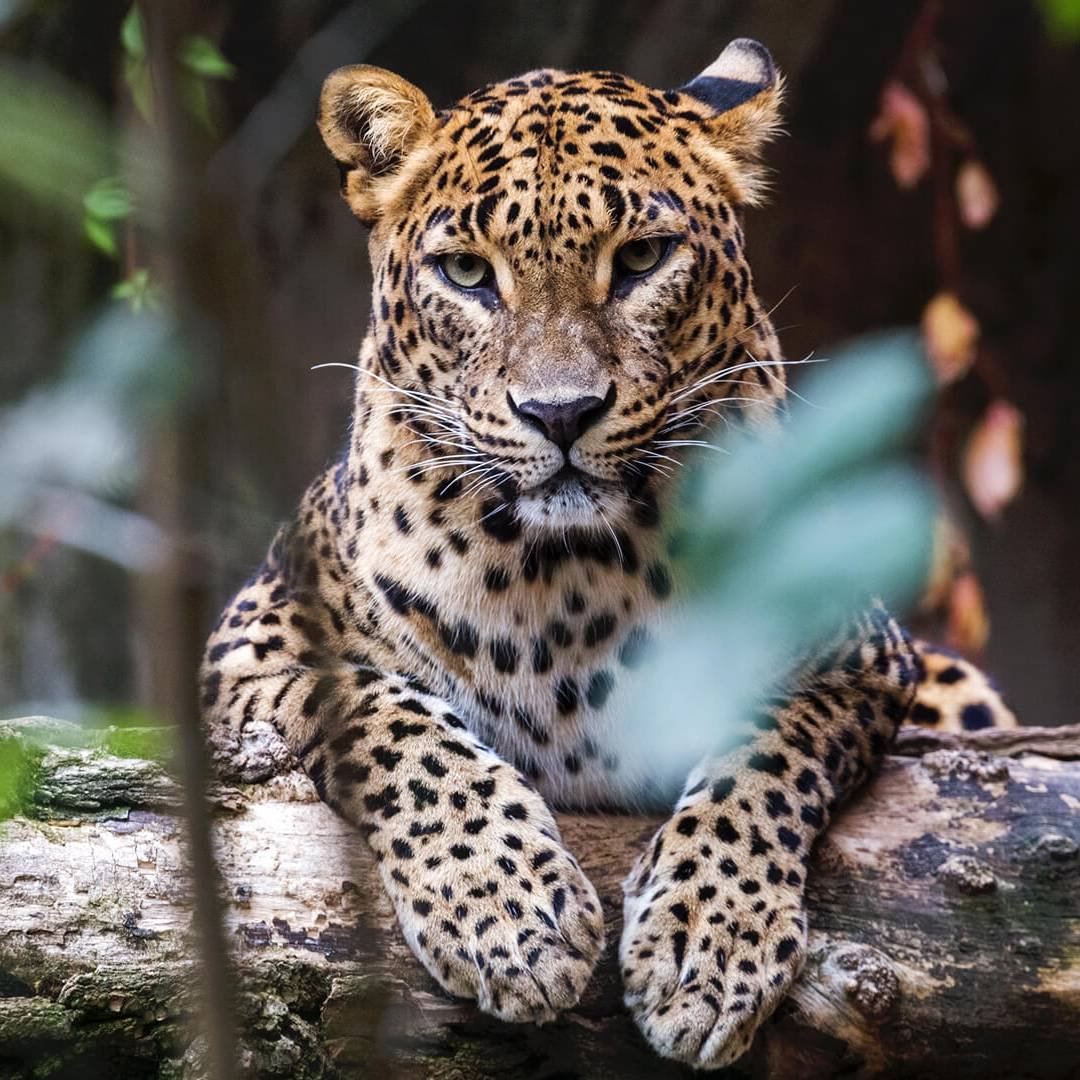 facebook-profile-sri-lanka-leopard-asian