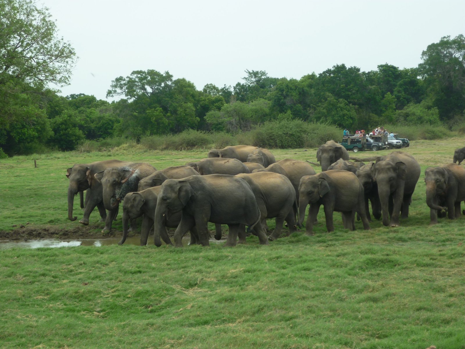 jeep safari in Minneriya national park