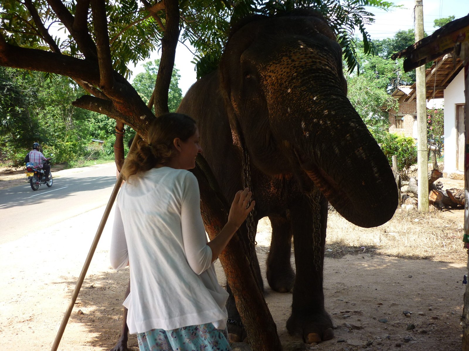 Activities with Elephants