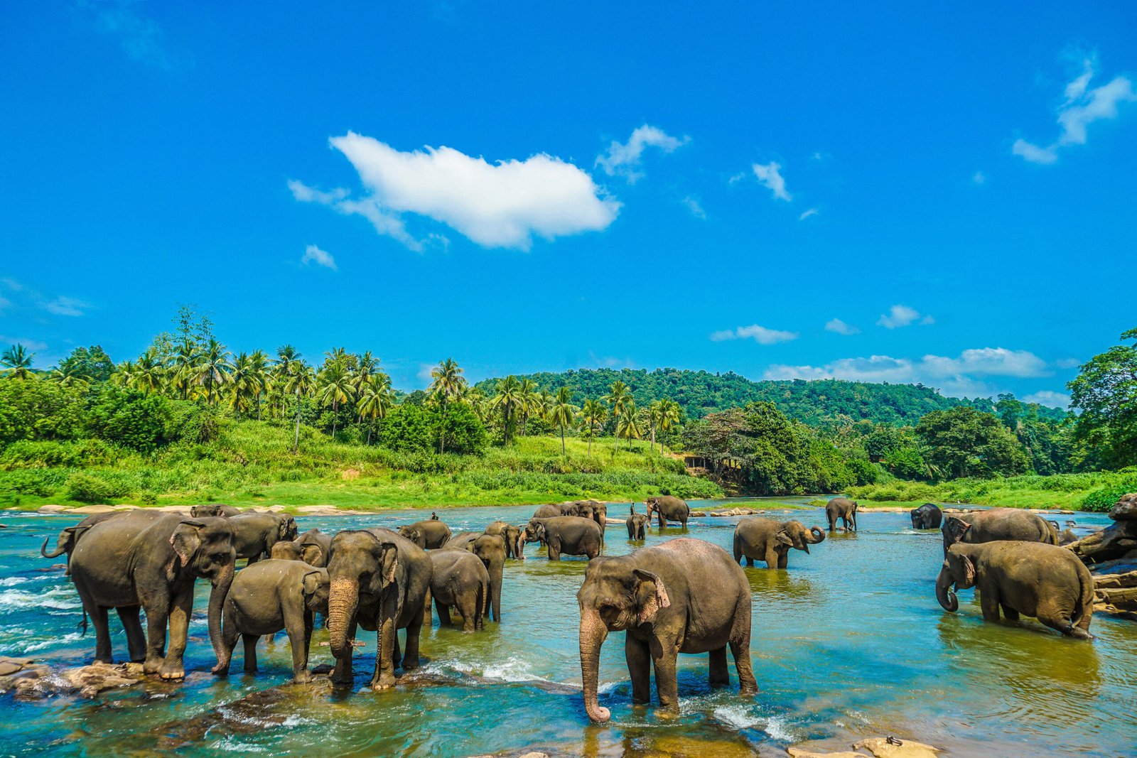 Elephant Orphanage