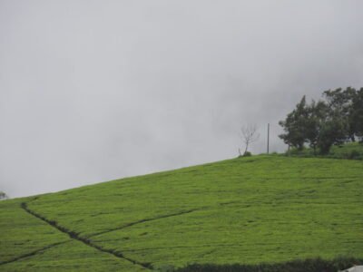 Tea plantations