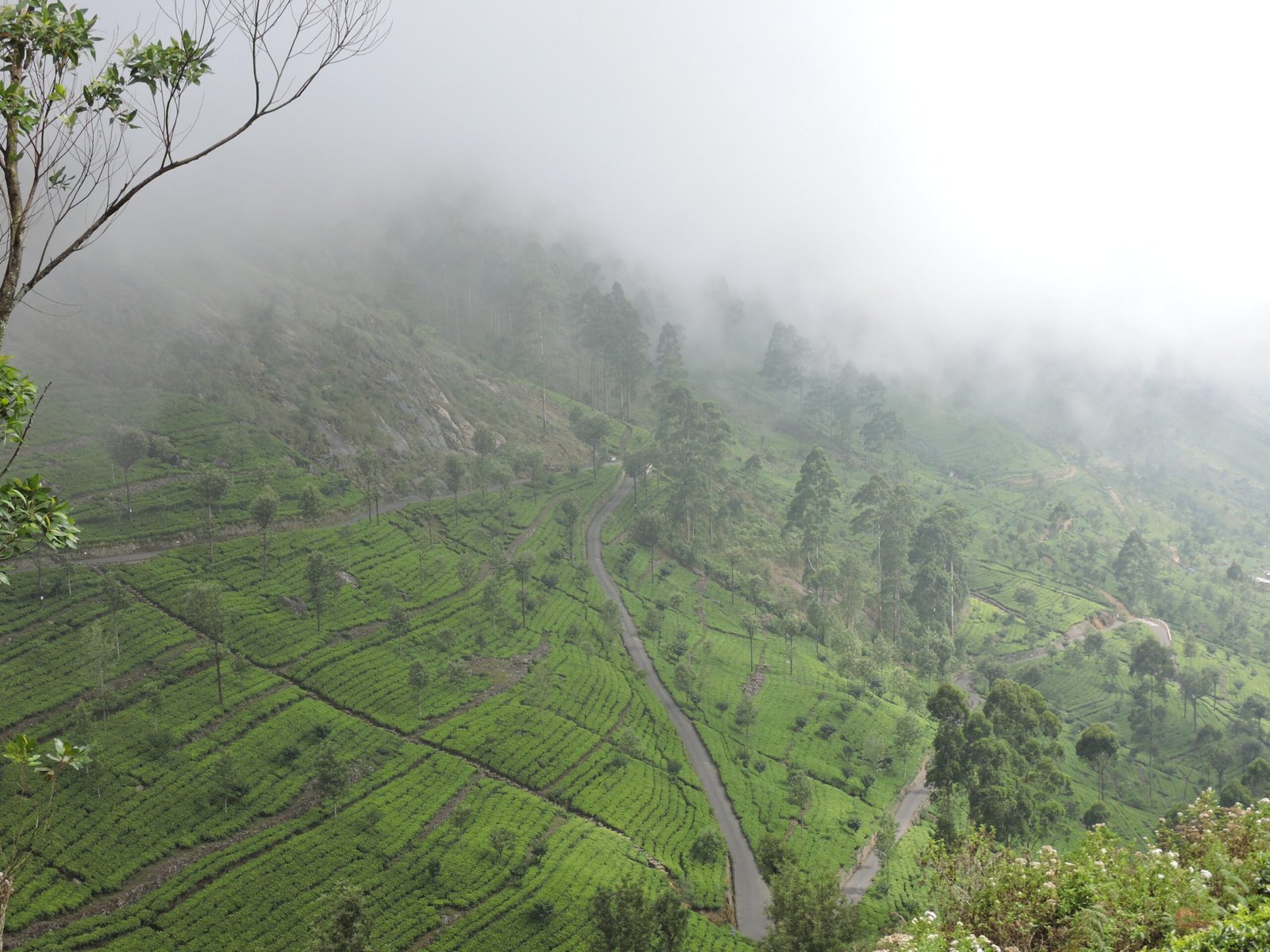 Nuwara Eliya beautiful photo