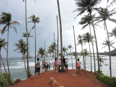 Coconut tree hill