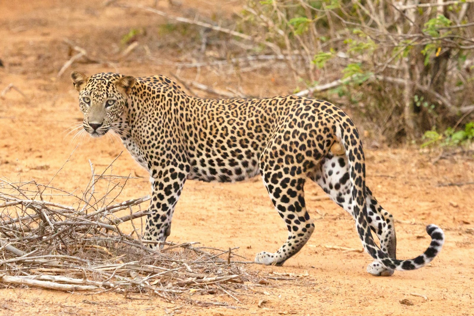 yala safari and leipards story in yala